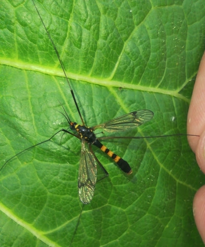 Krokus-Wiesenschnake — Bild 3