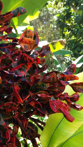 Kroton — Bild 3