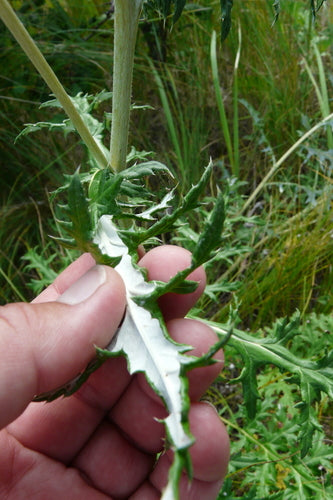 Kugeldistel — Bild 3