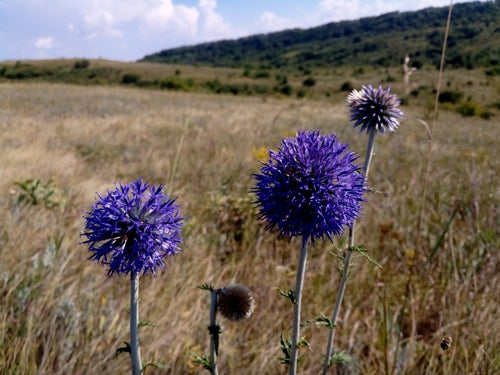 Kugeldistel — Bild 2