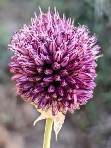 Kugellauch — Bild 3