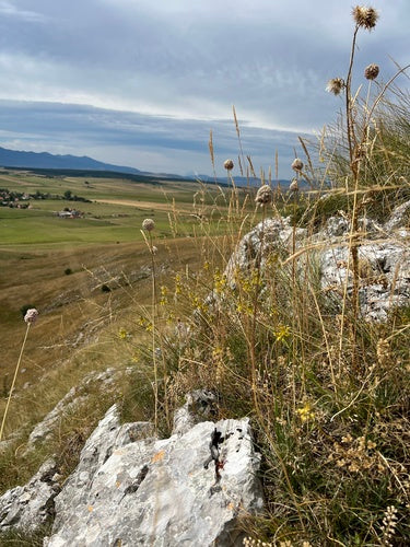 Kugellauch — Bild 5