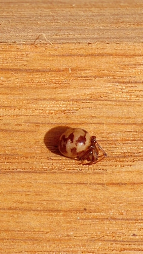 Kugelspinnen — Bild 4