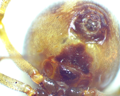 Kugelspinnen — Bild 5