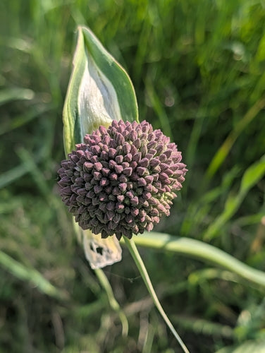 Lauch — Bild 4