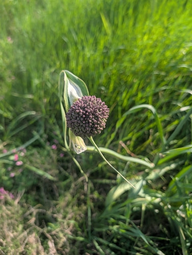 Lauch — Bild 3