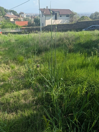 Lauch — Bild 2