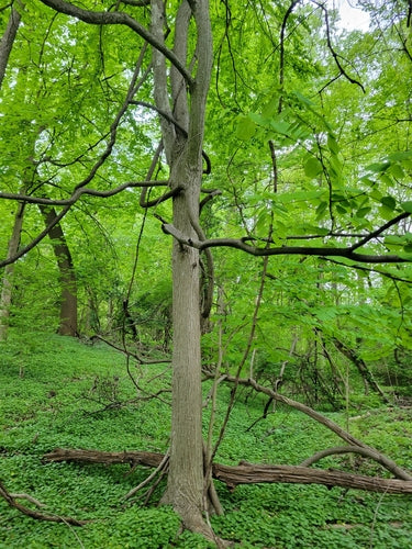 Lebkuchenbaum — Bild 1