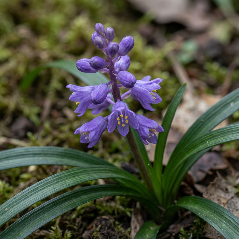 Lilientraube