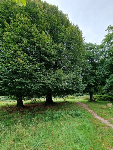 Lindenbaum — Bild 5