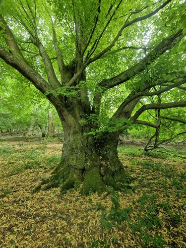 Lindenbaum — Bild 4