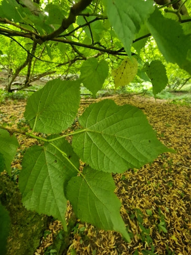 Lindenbaum — Bild 3