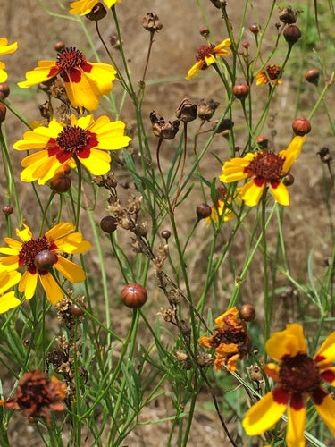 Maedchenauge — Bild 2