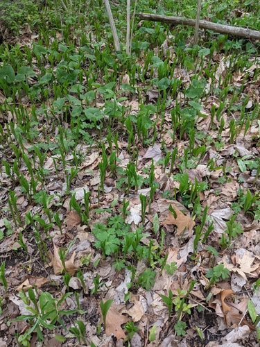 Maigloeckchen — Bild 5