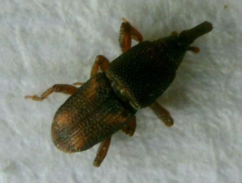 Maiskäfer — Bild 3