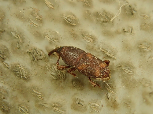 Maiskäfer — Bild 1