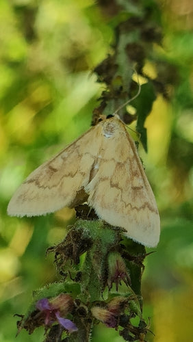Maiszünsler — Bild 3