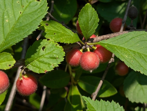 Mandelbaeumchen — Bild 2