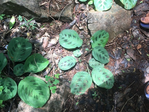 Maranta Leuconeura — Bild 2