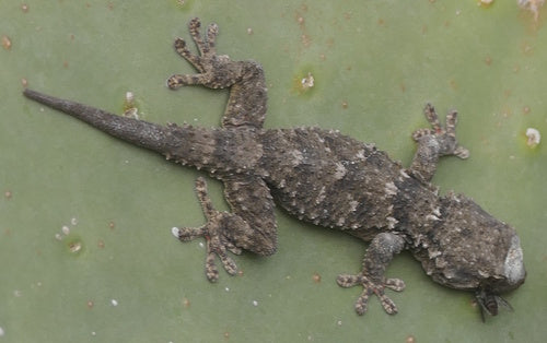 Mauergecko — Bild 4