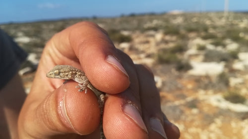Mauergecko — Bild 3