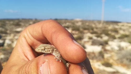 Mauergecko — Bild 2