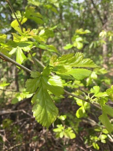 Maulbeerbaum — Bild 5