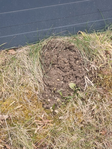 Maulwurf — Bild 3