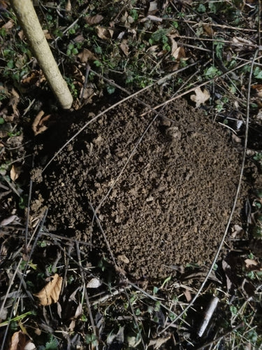 Maulwurf — Bild 2