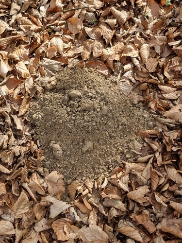 Maulwurf — Bild 5
