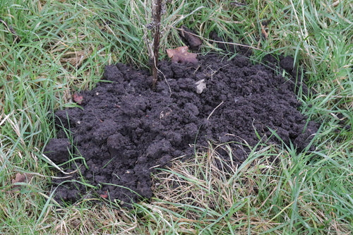 Maulwurf — Bild 4