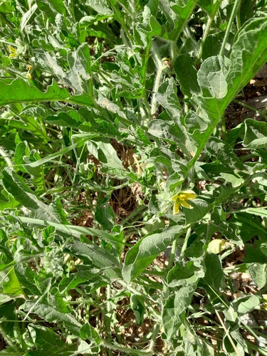 Melonen — Bild 4