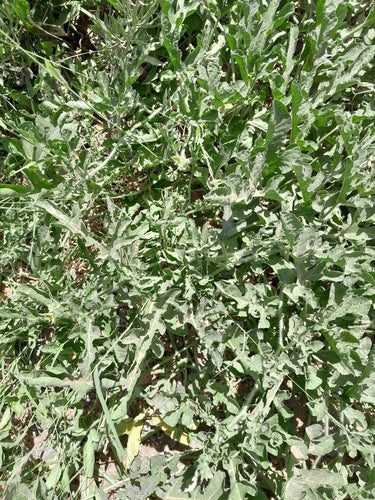 Melonen — Bild 3
