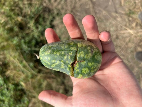 Melonen — Bild 1