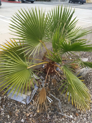 Mexikanische Washingtonpalme — Bild 3