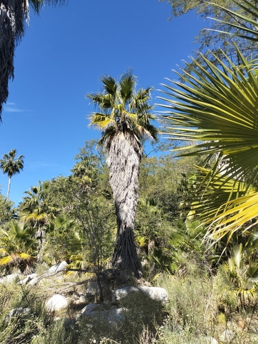 Mexikanische Washingtonpalme — Bild 2