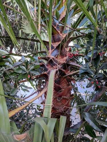 Mexikanische Washingtonpalme — Bild 5