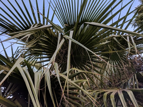 Mexikanische Washingtonpalme — Bild 4
