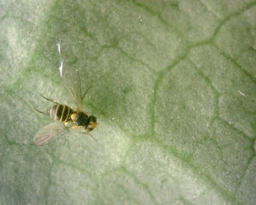 Minierfliegen — Bild 4