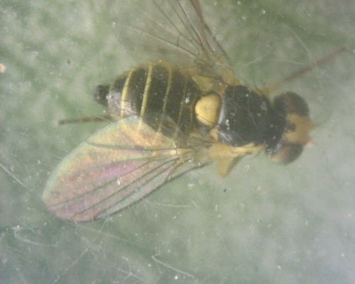 Minierfliegen — Bild 3