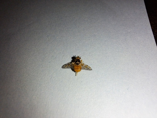 Mittelmeerfruchtfliege — Bild 1