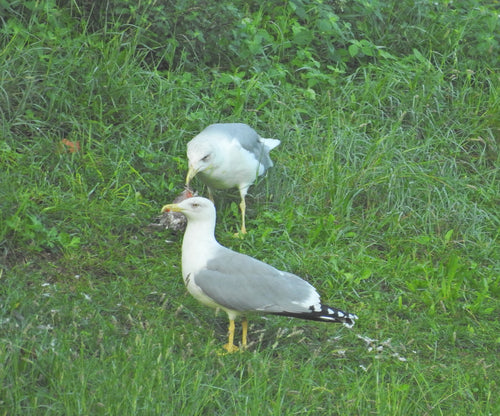Mittelmeermöwe — Bild 4