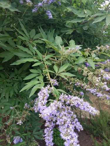 Moenchspfeffer — Bild 4