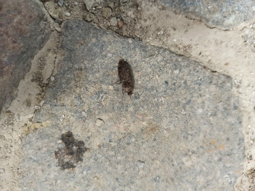 Mucor (Köpfchenschimmel) — Bild 5