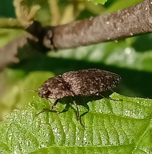 Mucor (Köpfchenschimmel) — Bild 1