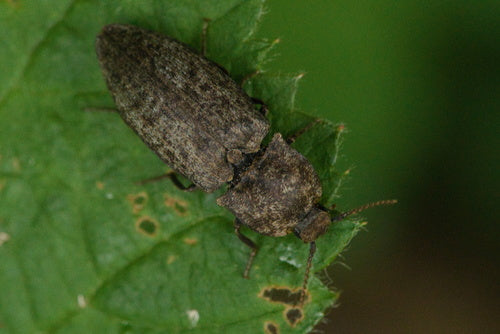 Mucor (Köpfchenschimmel) — Bild 2