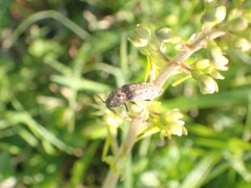Mucor (Köpfchenschimmel) — Bild 2