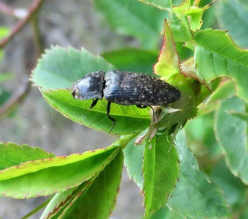Mucor (Köpfchenschimmel) — Bild 5