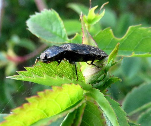 Mucor (Köpfchenschimmel) — Bild 4