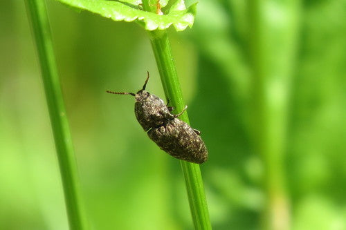 Mucor (Köpfchenschimmel) — Bild 3